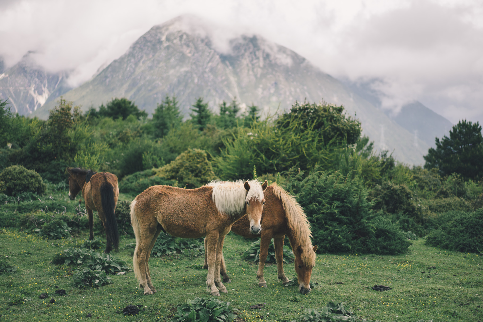 Horses in Kangding, Sichuan