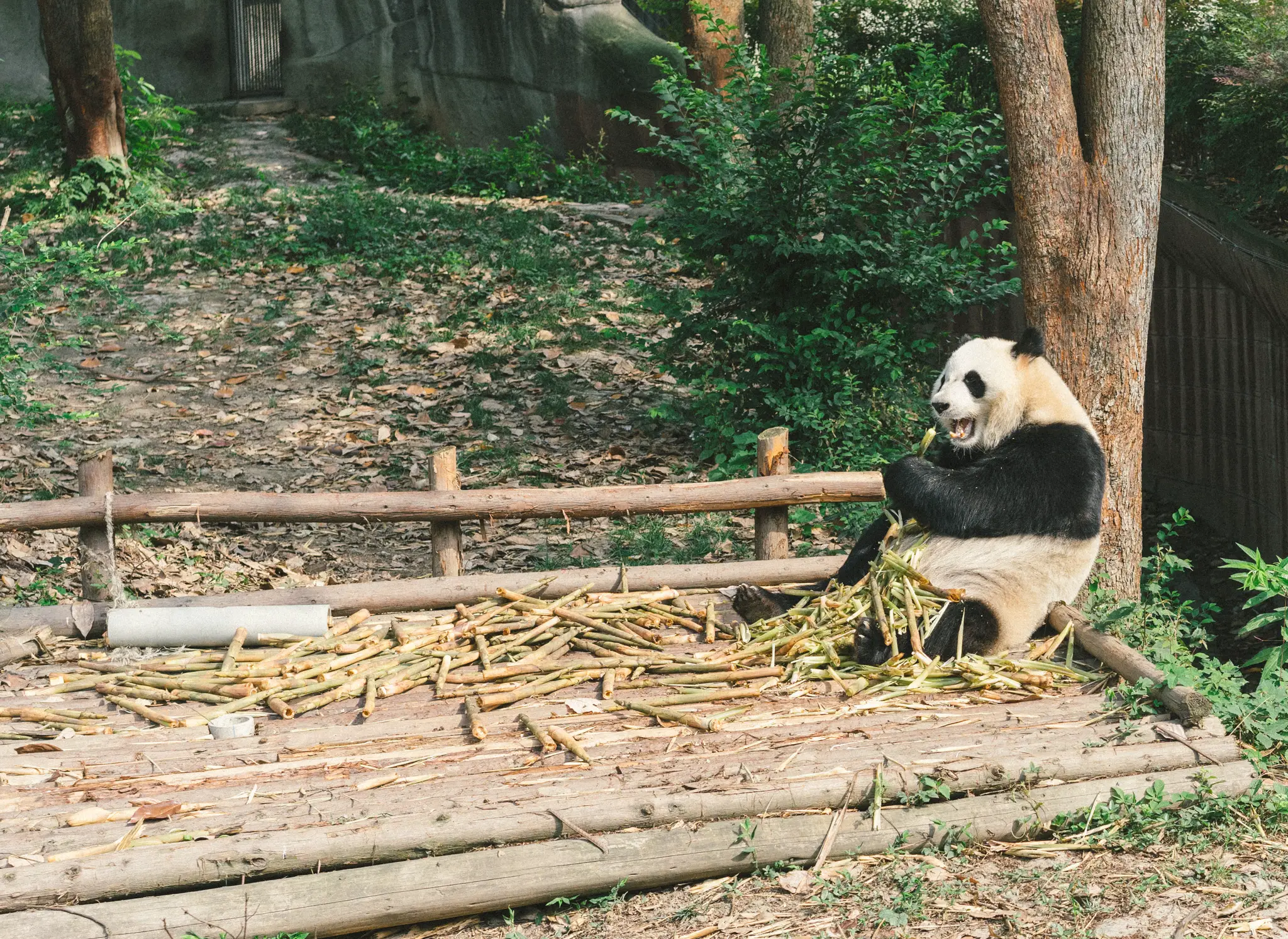 A panda munchin' on some bamboo at the Chengdu Panda Base