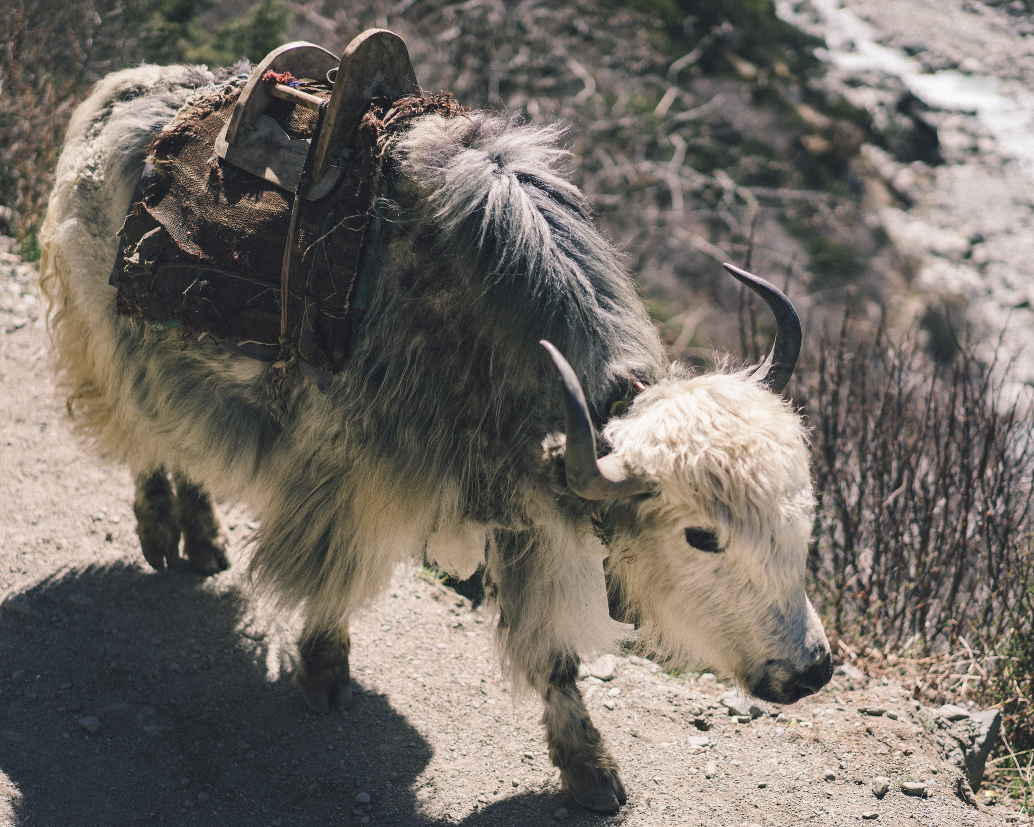 Yak on the Everest Base Camp trek