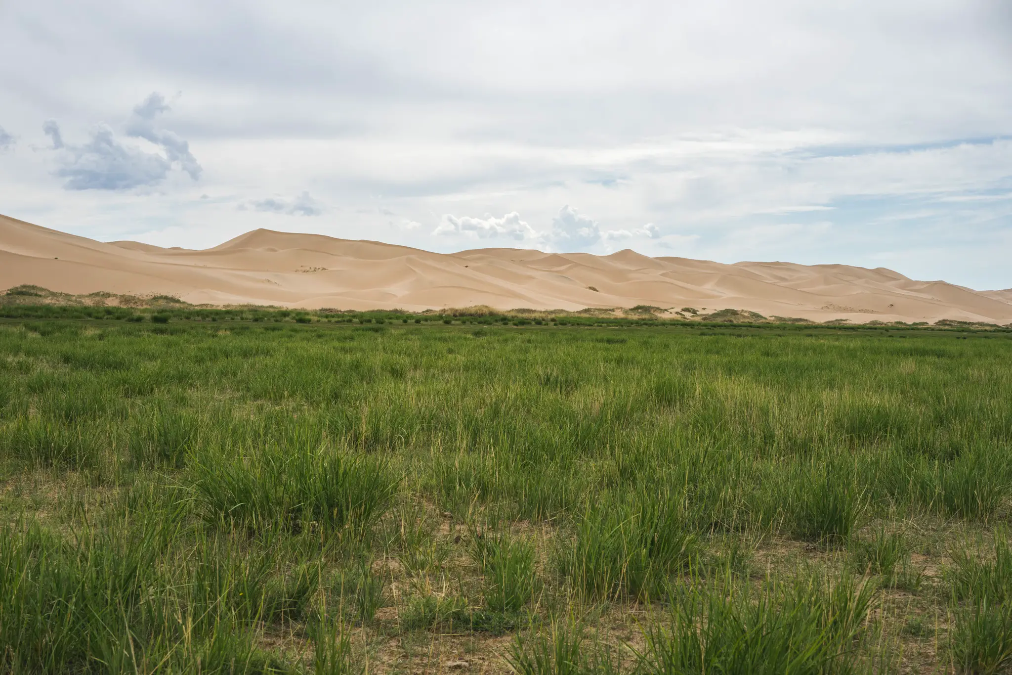 Grass meets sand in the Gobi Desert