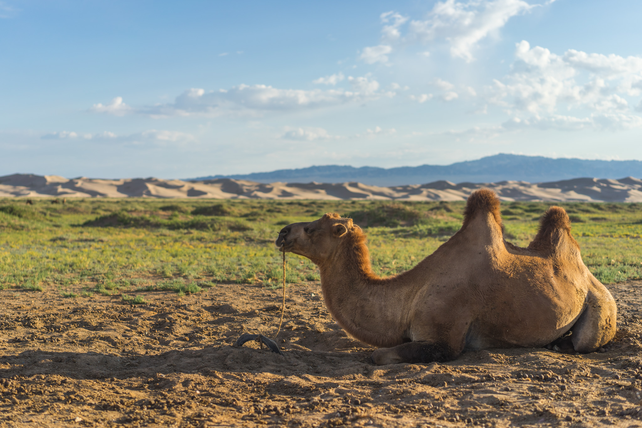 Camel chillin' in the Gobi Desert