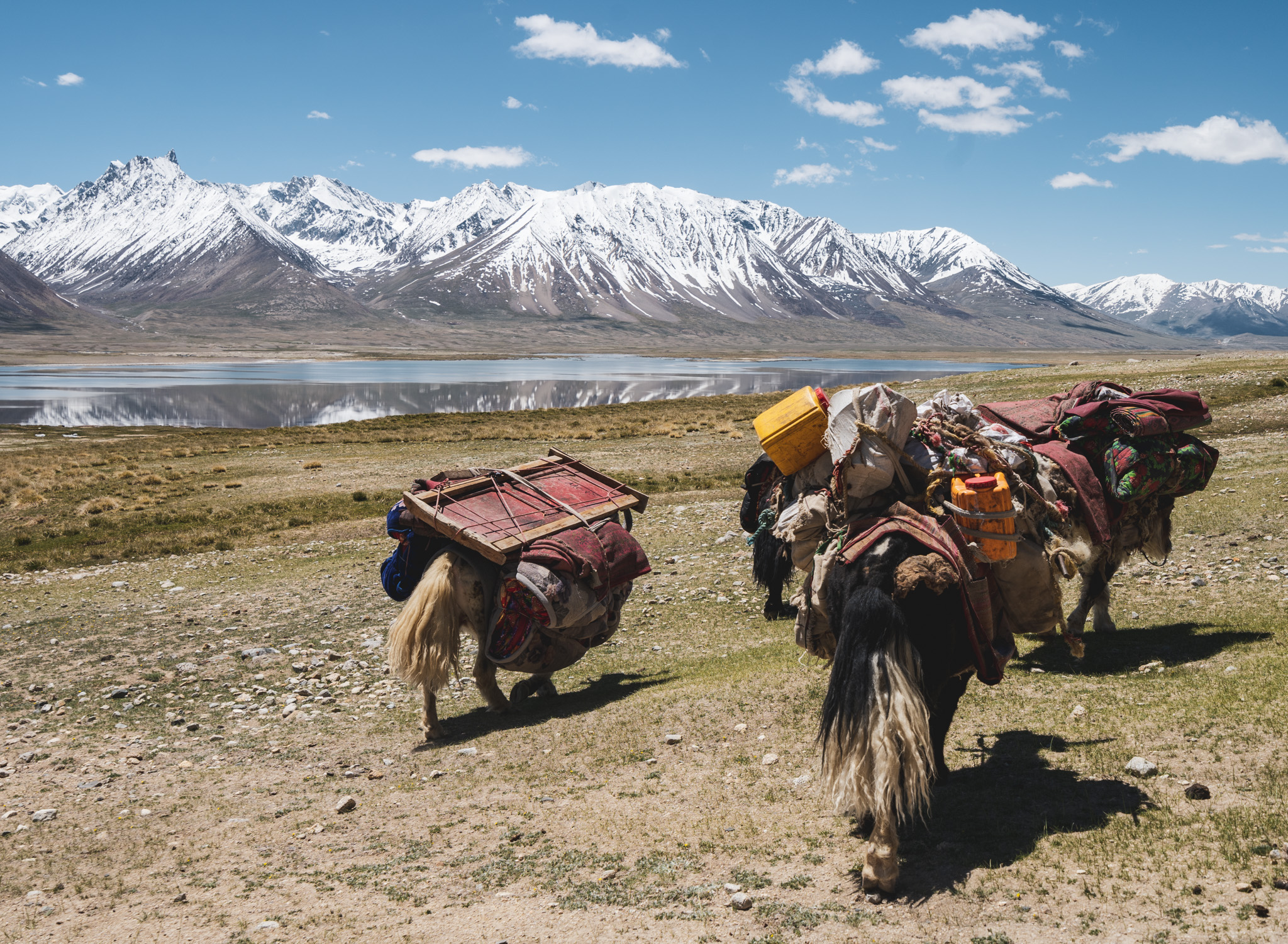 Yaks near Chaqmaqtin Lake