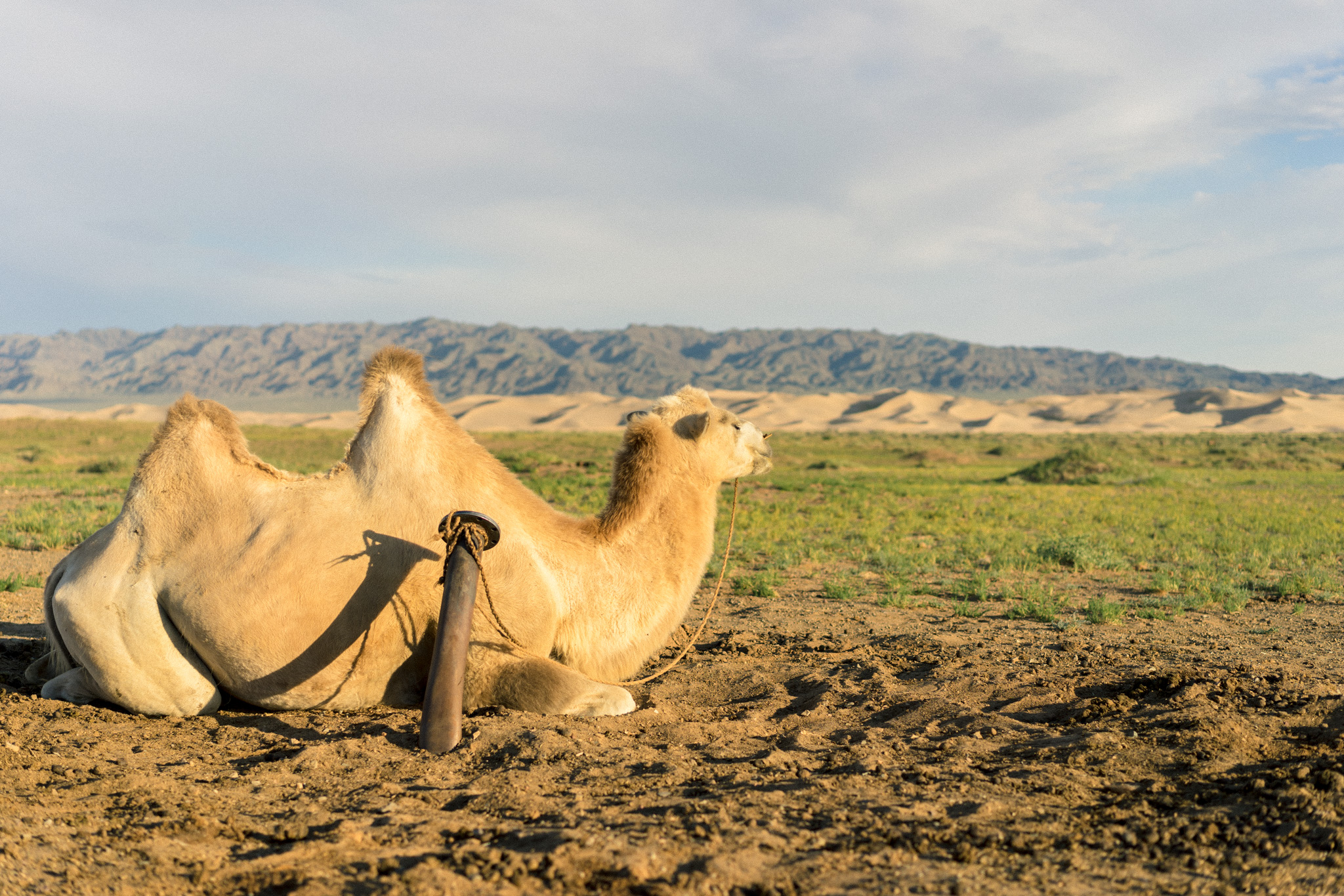 Just a camel chilling in the Gobi Desert