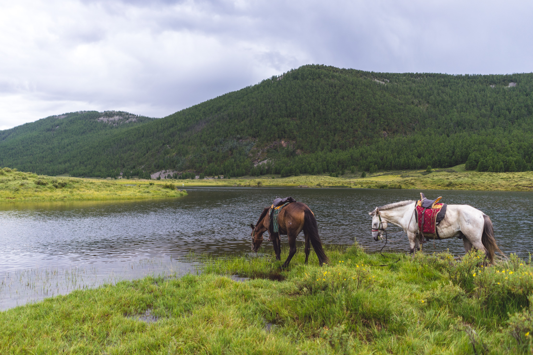 Quick water break while horseback riding in Mongolia's Orkhon Valley