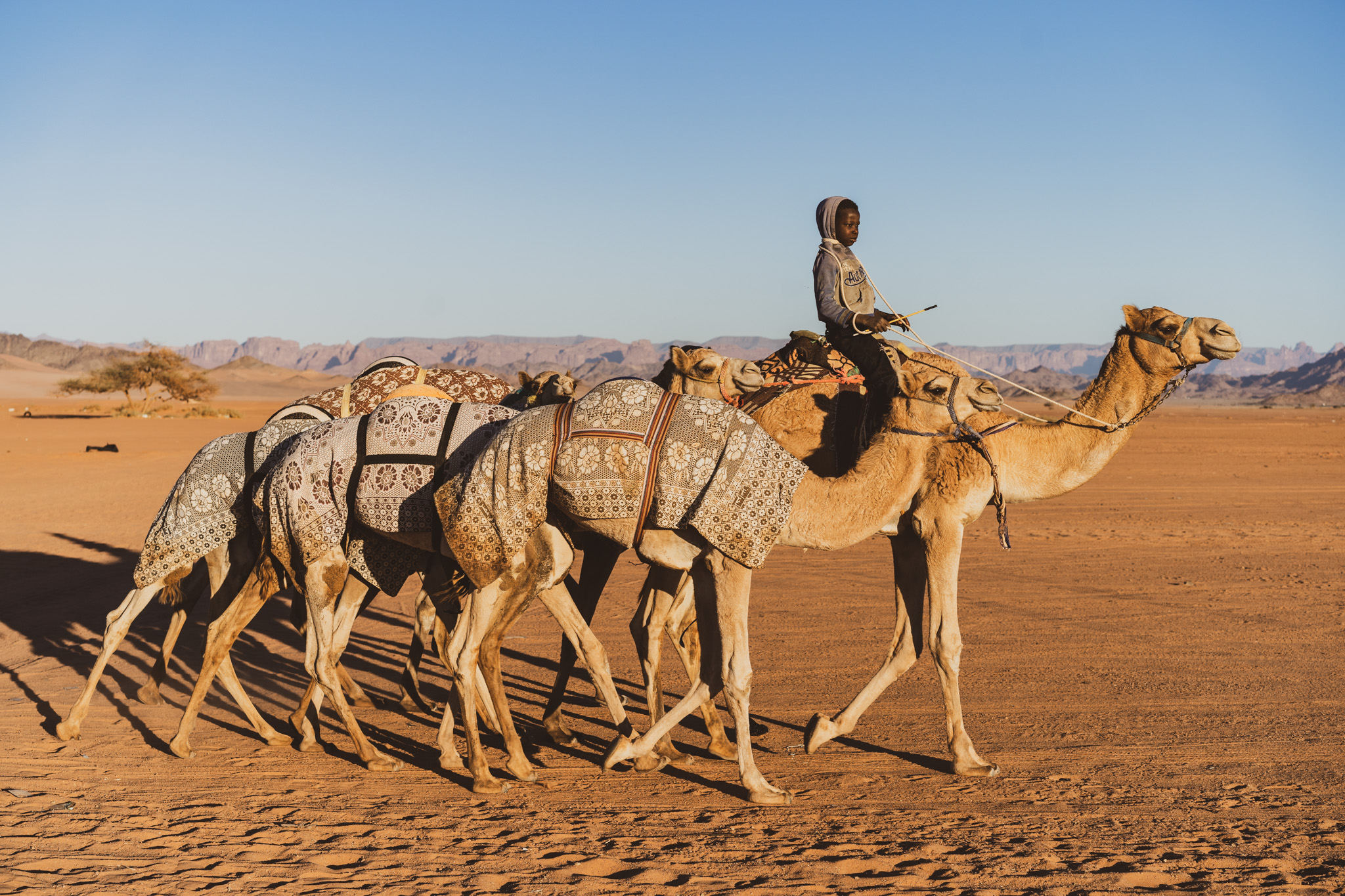 Camels are a pretty common sight while travelling in Saudi Arabia