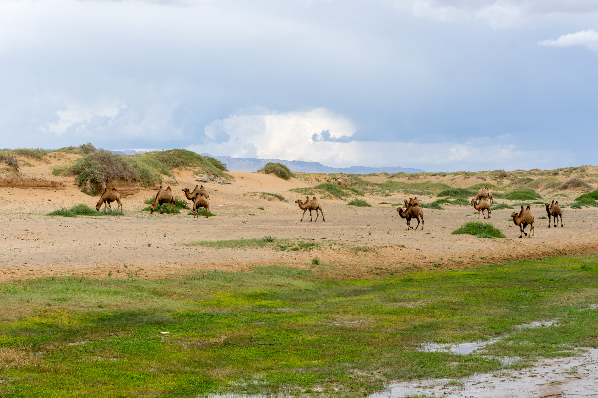 Camels in the Gobi Desert