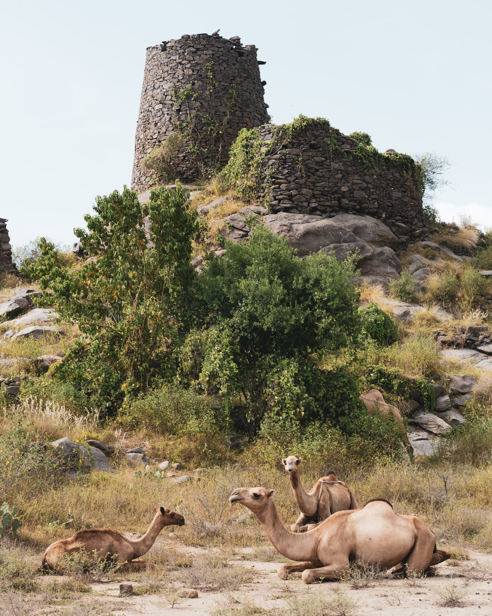 Camels hanging out in the mountains near Jazan